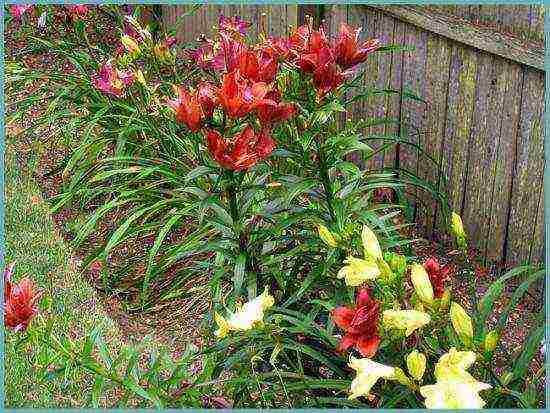 tubular lilies outdoor planting and care