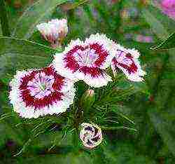 Turkish carnation planting and care outdoors in autumn