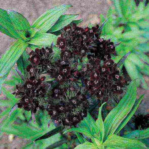 Turkish carnation planting and care outdoors in autumn