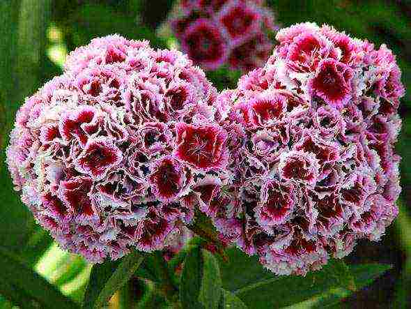 Turkish carnation planting and care outdoors in autumn