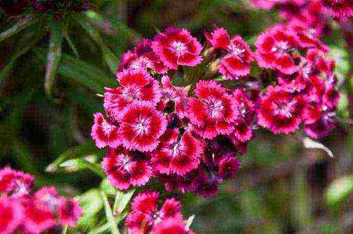 Turkish carnation planting and care outdoors in autumn