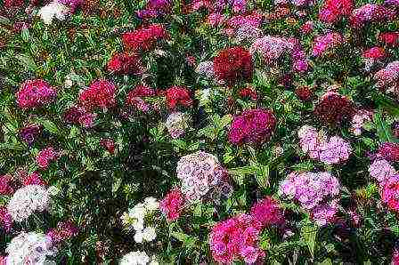 Turkish carnation planting and care outdoors in autumn