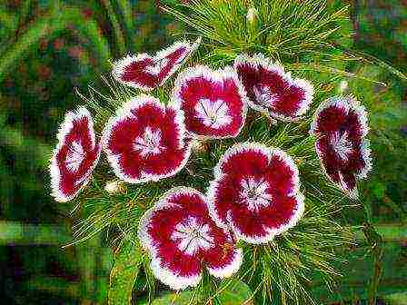 Turkish carnation planting and care outdoors in autumn