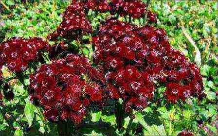 Turkish carnation planting and care outdoors in autumn