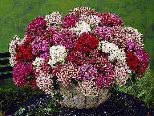 Ang pagtatanim at pag-aalaga ng Turkish carnation sa labas ng bahay sa taglagas