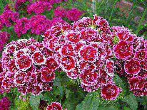 Turkish carnation planting and care outdoors in autumn