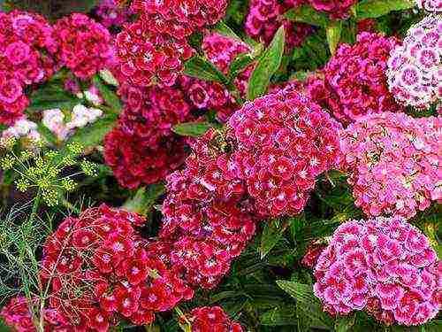 Turkish carnation planting and care outdoors in autumn