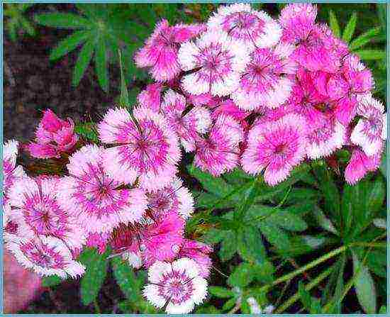 Turkish carnation planting and care outdoors in autumn