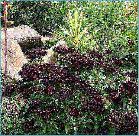 Turkish carnation planting and care outdoors in autumn