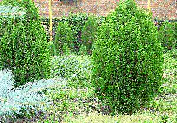 thuja brabant การปลูกและดูแลกลางแจ้ง