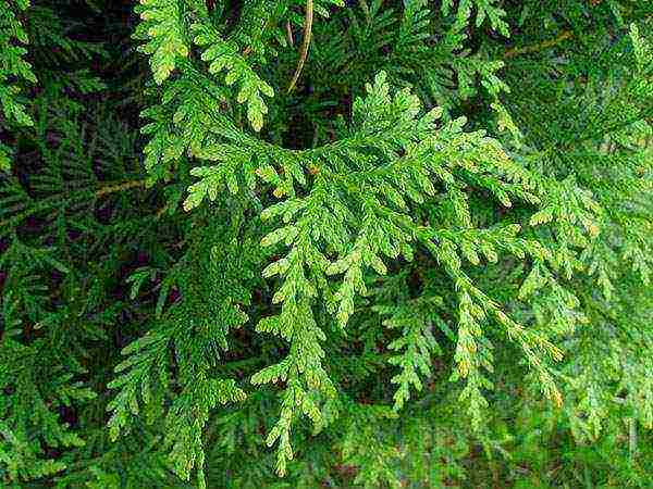 thuja brabant การปลูกและดูแลกลางแจ้ง