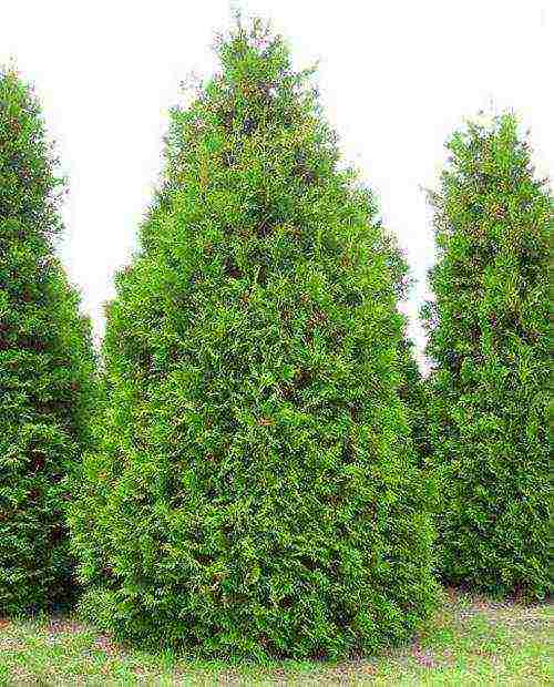 thuja brabant การปลูกและดูแลกลางแจ้ง