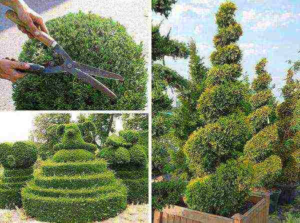 thuja brabant การปลูกและดูแลกลางแจ้ง