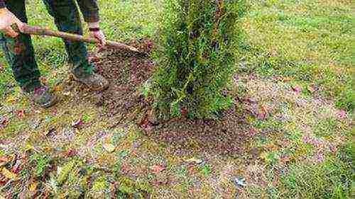 thuja brabant outdoor planting and care