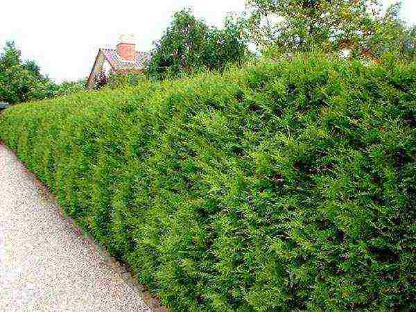 thuja brabant การปลูกและดูแลกลางแจ้ง