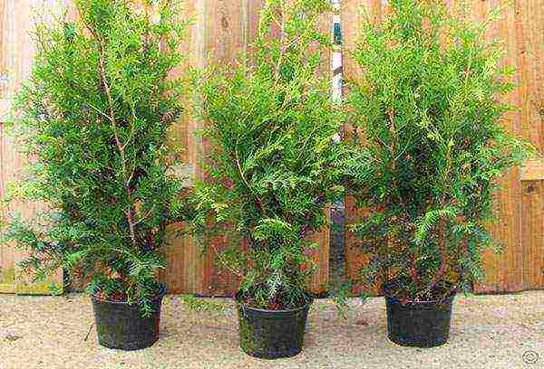 thuja brabant การปลูกและดูแลกลางแจ้ง