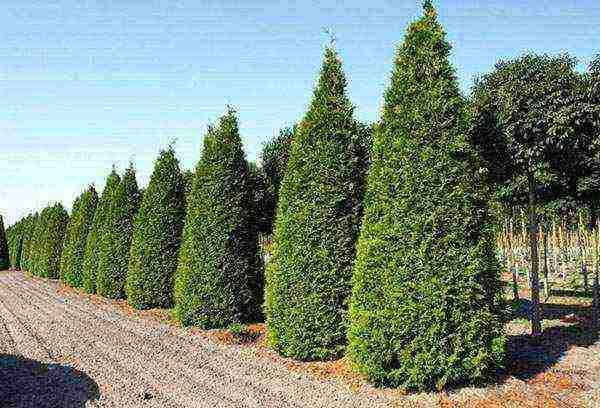 thuja brabant การปลูกและดูแลกลางแจ้ง