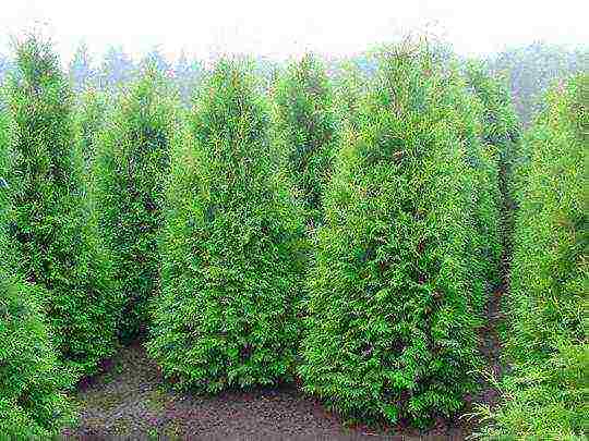 thuja brabant การปลูกและดูแลกลางแจ้ง