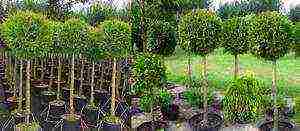 thuja brabant outdoor planting and care