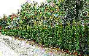 thuja brabant การปลูกและดูแลกลางแจ้ง