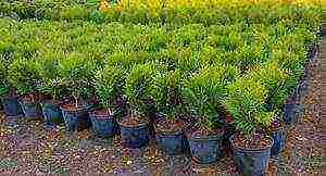 thuja brabant outdoor planting and care