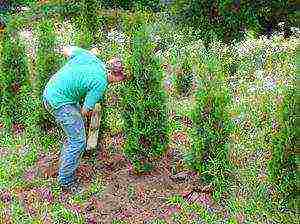 thuja brabant outdoor planting and care