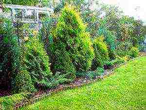 thuja brabant outdoor planting and care