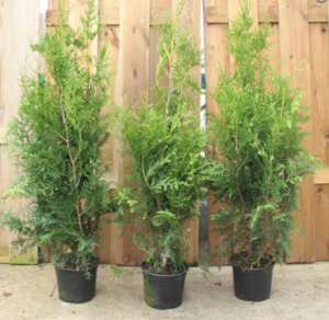 thuja brabant การปลูกและดูแลกลางแจ้ง