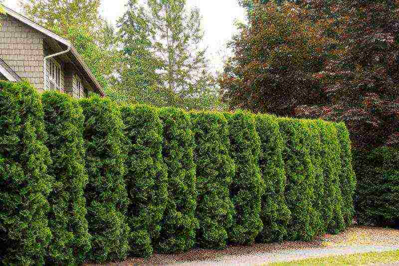 thuja planting and care outdoors disease