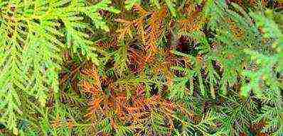 thuja planting and care outdoors disease