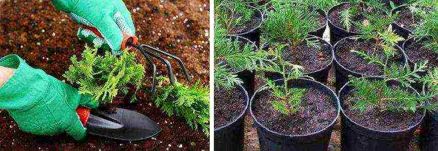 thuja planting and care outdoors disease