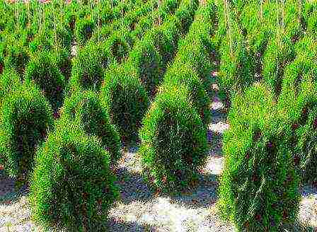 thuja planting and care outdoors disease