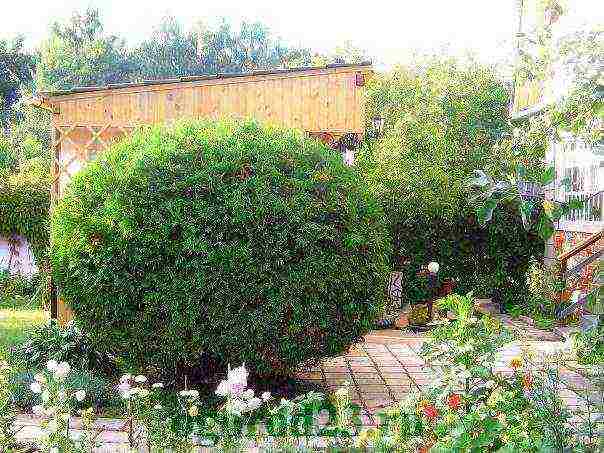 thuja planting and care outdoors disease