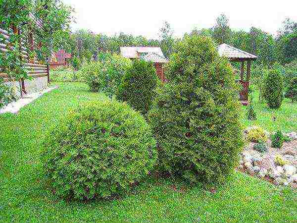 thuja planting and care outdoors disease