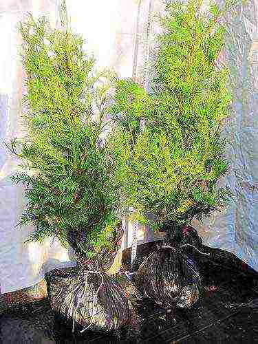 thuja planting and care outdoors disease