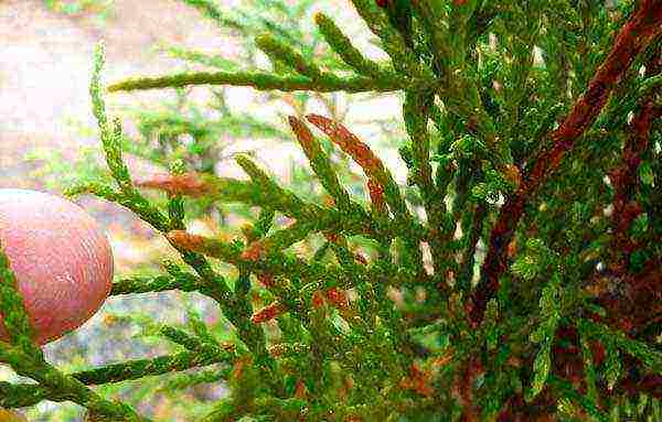 thuja planting and care outdoors disease
