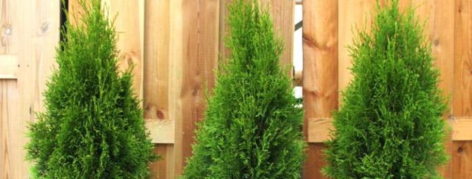 thuja planting and care outdoors disease