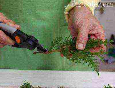 thuja planting and care outdoors disease