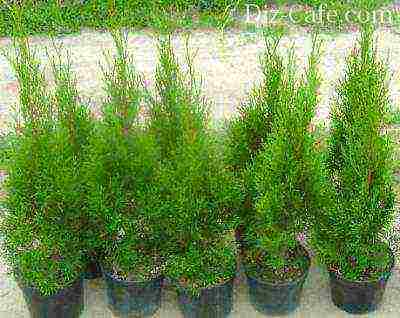 thuja planting and care outdoors disease