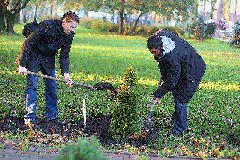 thuja planting and care outdoors disease