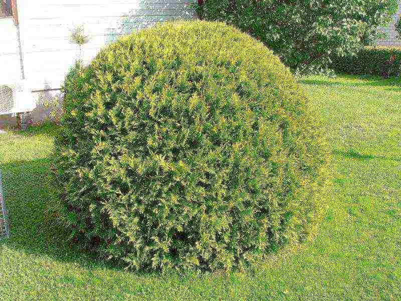 thuja planting and care outdoors disease