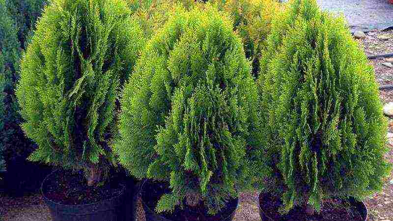 thuja planting and care in the open field from seeds
