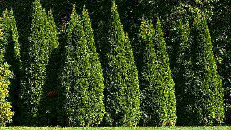 thuja planting and care in the open field from seeds