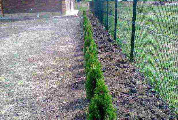 thuja pagtatanim at pag-aalaga sa bukas na patlang sa taglagas na may buto