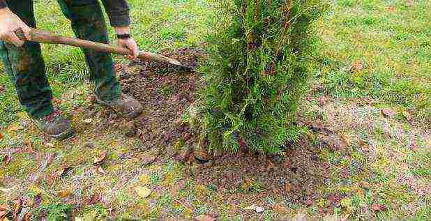 thuja pagtatanim at pag-aalaga sa bukas na patlang sa taglagas na may buto