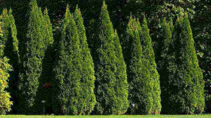 thuja planting and care in the open field in the fall with seeds