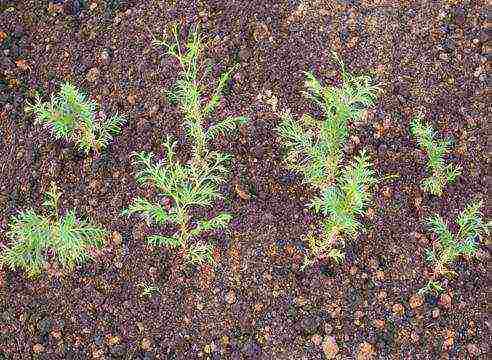 thuja planting and care in the open field with seeds