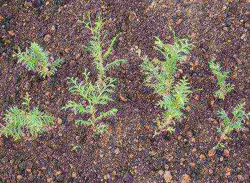 thuja planting and care in the open field with seeds