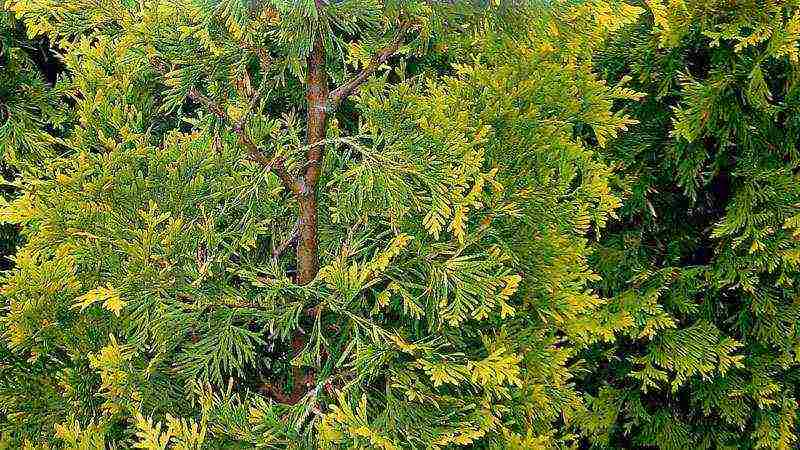 thuja planting and care in the open field with seeds