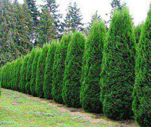 thuja pagtatanim at pag-aalaga sa bukas na patlang sa rehiyon ng Leningrad